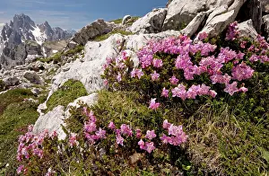 Alpenrose: Dwarf Alpenrose - on the Tre Cime de Lavaredo
