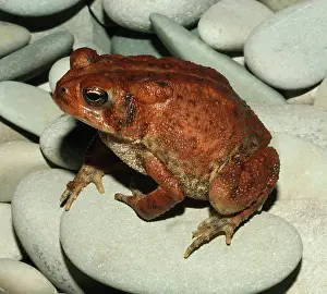Anaxyrus: Dwarf American Toad