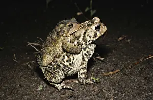 Anaxyrus: Dwarf American Toads