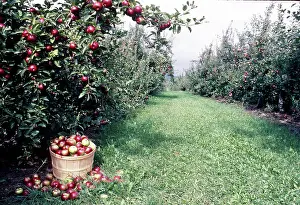 Baskets: Dwarf Apple trees, Niagara Escarpment