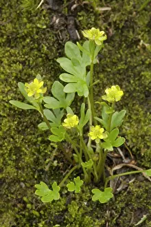 Pygmaea: A dwarf arctic buttercup