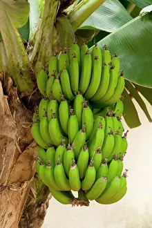 Bananas: Dwarf Banana