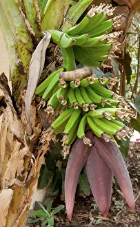 Bananas: Dwarf Banana