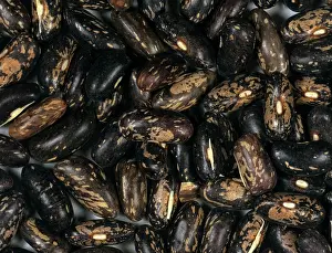 Pulse: Dwarf bean (Phaseolus vulgaris) seeds