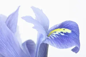 Iris: Dwarf Beardless Iris