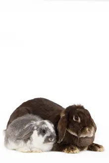 Belier: Dwarf Belier Rabbit