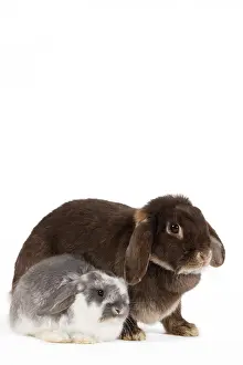 Belier: Dwarf Belier Rabbit