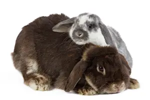 Belier: Dwarf Belier Rabbit