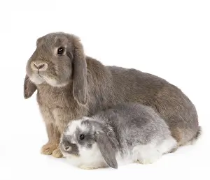 Belier: Dwarf Belier Rabbit