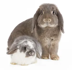 Belier: Dwarf Belier Rabbit