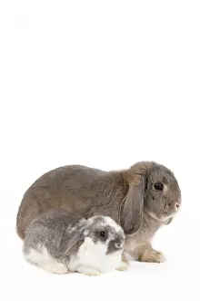 Belier: Dwarf Belier Rabbit