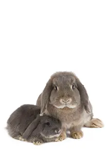 Belier: Dwarf Belier Rabbit