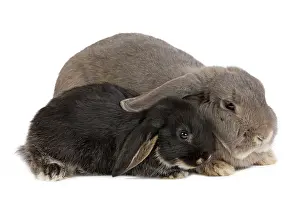 Belier: Dwarf Belier Rabbit