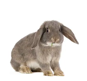 Belier: Dwarf Belier Rabbit