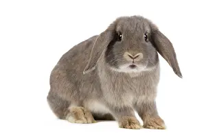 Belier: Dwarf Belier Rabbit