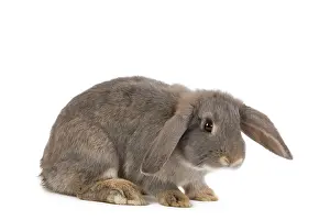 Belier: Dwarf Belier Rabbit