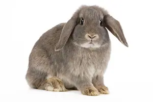 Belier: Dwarf Belier Rabbit