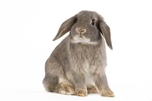 Belier: Dwarf Belier Rabbit