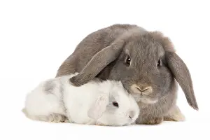 Belier: Dwarf Belier Rabbit