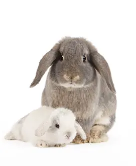 Belier: Dwarf Belier Rabbit
