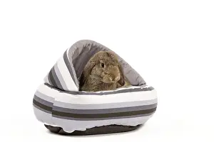 Belier: Dwarf Belier Rabbit - in bed