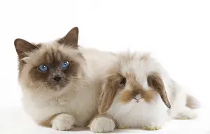 Belier: Dwarf Belier Rabbit with Birman Cat