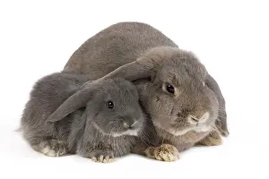 Belier: Dwarf Belier Rabbits