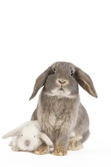 Belier: Dwarf Belier Rabbits