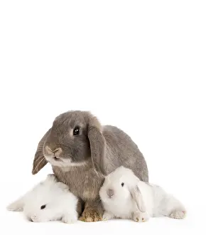 Belier: Dwarf Belier Rabbits