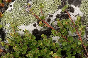 Birches: Dwarf birch