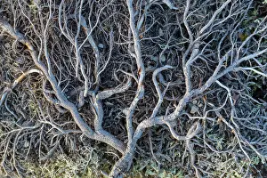 Subshrub: Dwarf Birch - dead plant growing on stony ground - Sweden