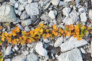 Subshrub: Dwarf Birch - plant in autumn colours growing on