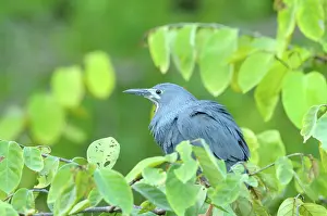 Riverine: Dwarf Bittern