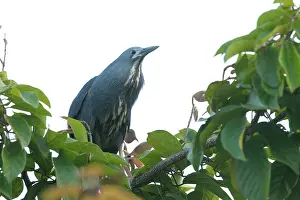 Riverine: Dwarf Bittern
