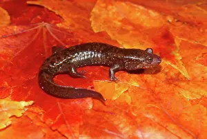 Desmognathus: Dwarf Blackbelly Salamander