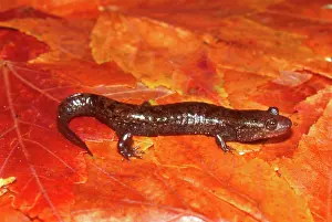Desmognathus: Dwarf Blackbelly Salamander