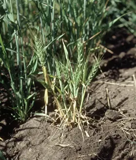 Bunt: Dwarf bunt causing dwarfing