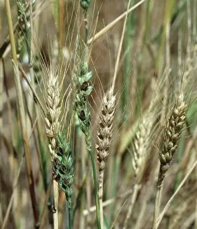 Balls: Dwarf bunt on Durum wheat