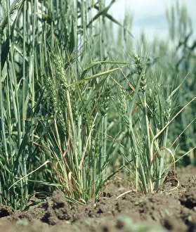 Bunt: Dwarf bunt stunts wheat