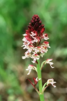 David C Dixon: Dwarf / burnt / burnt-tip ORCHID