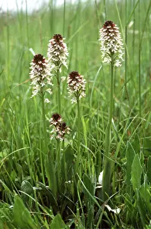 Orchids: Dwarf / burnt / burnt-tip ORCHID