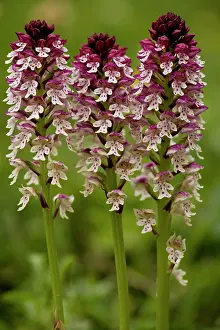 Ustulata: Dwarf or Burnt Orchid