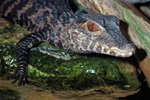 Caimans: Dwarf Caiman