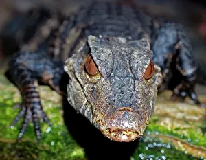 Caimans: Dwarf Caiman