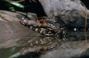 Palpebrosus: Dwarf Caiman