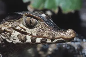 Musky: Dwarf Caiman
