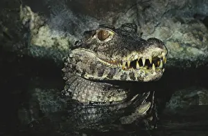 Crocodilian: Dwarf Caiman