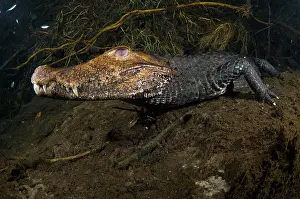 Crocodilian: Dwarf Caiman Underwater