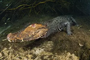 Crocodilian: Dwarf Caiman Underwater