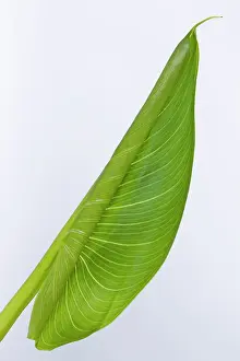 Zantedeschia: Dwarf Calla Lily - unfolding leaf